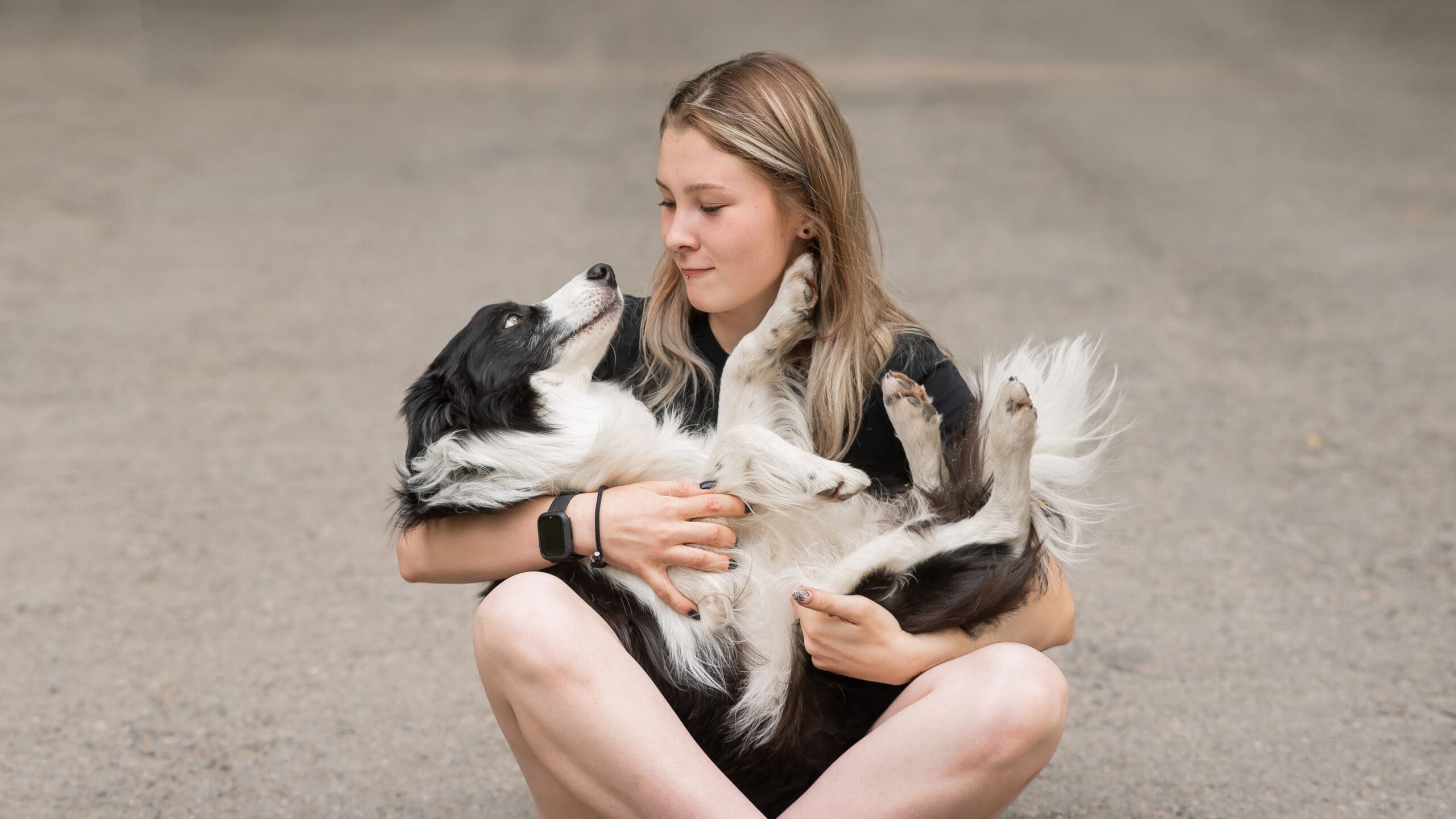 A border collie being cuddled after a successful round of off leash training to be a psychiatric service dog.