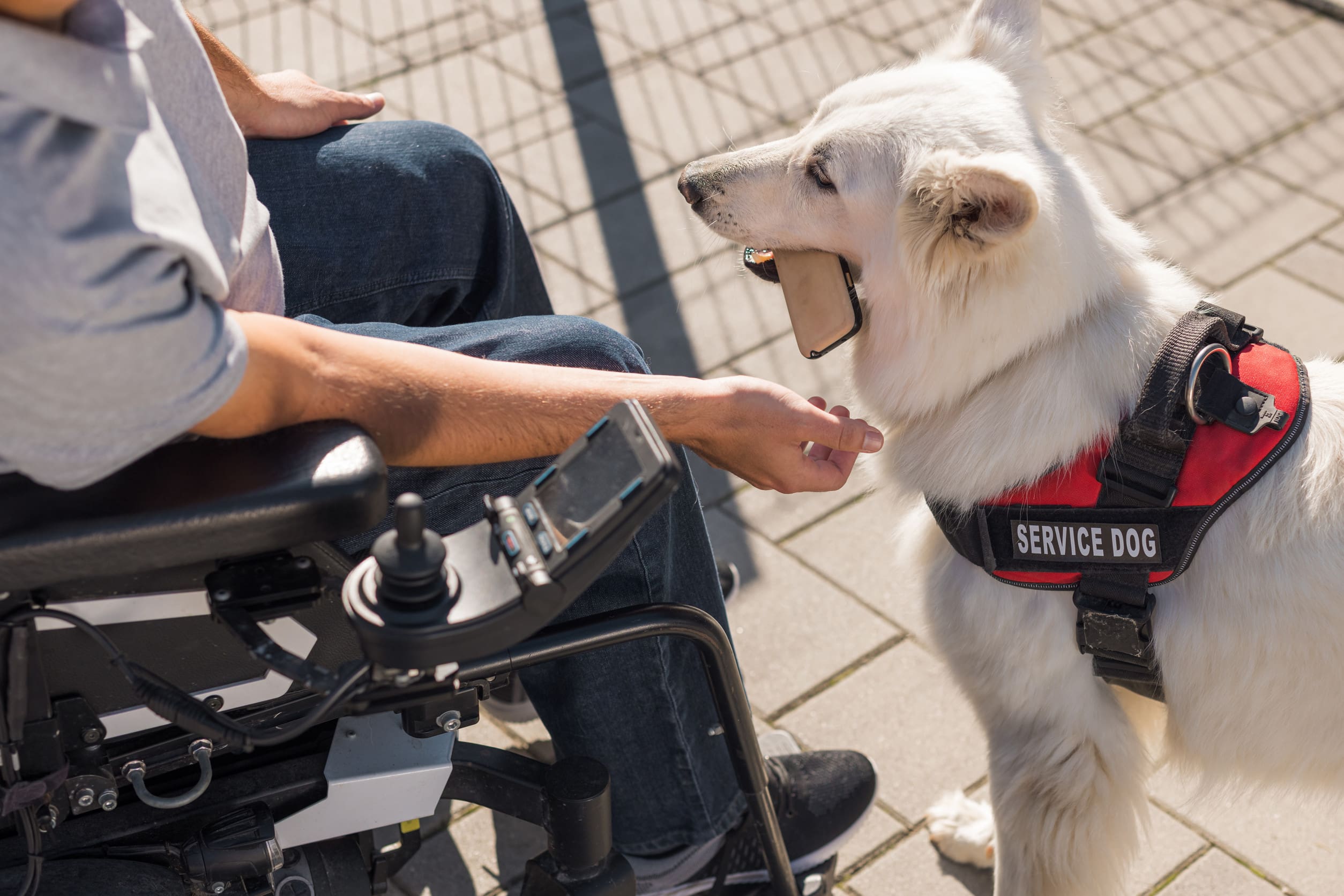 A white PTSD service dog at work, performing a task and picking up a phone for their handler with mobility issues.