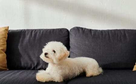 A white bichon frise, a popular comfort dog, atop a sofa in a room.
