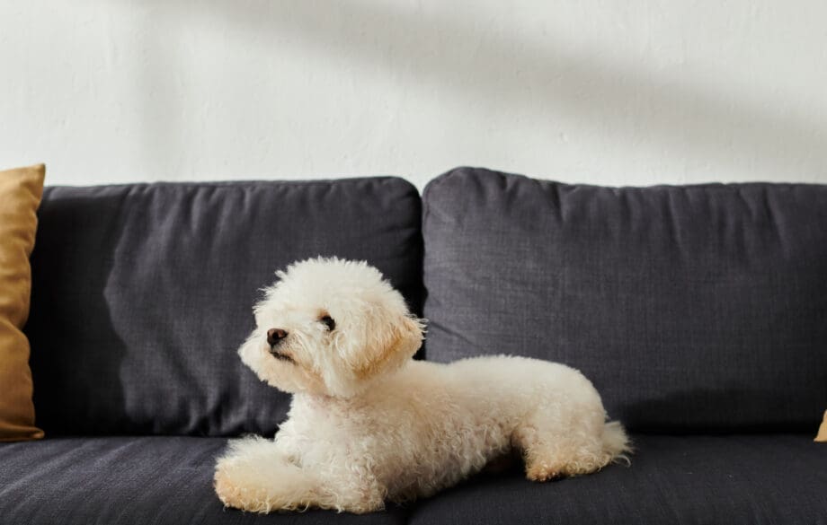 A white bichon frise, a popular comfort dog, atop a sofa in a room.