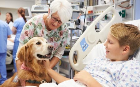 A therapy dog in a therapy dog vest comforting someone in a hospital.