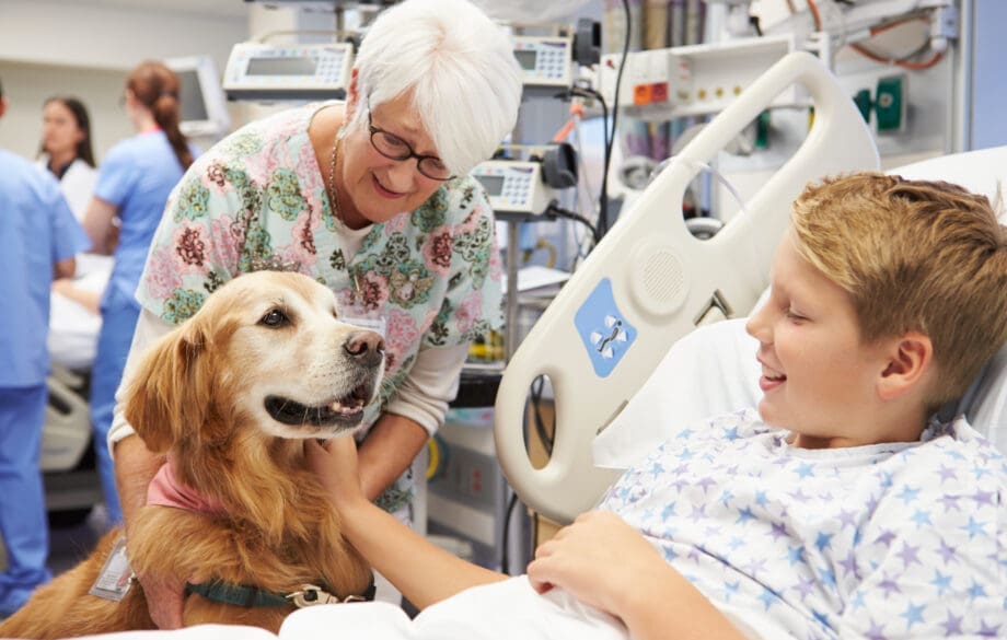 A therapy dog in a therapy dog vest comforting someone in a hospital.