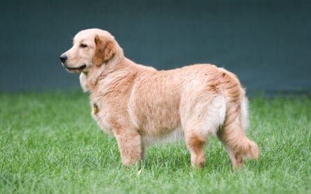 An adult golden retriever standing outside in the grass.