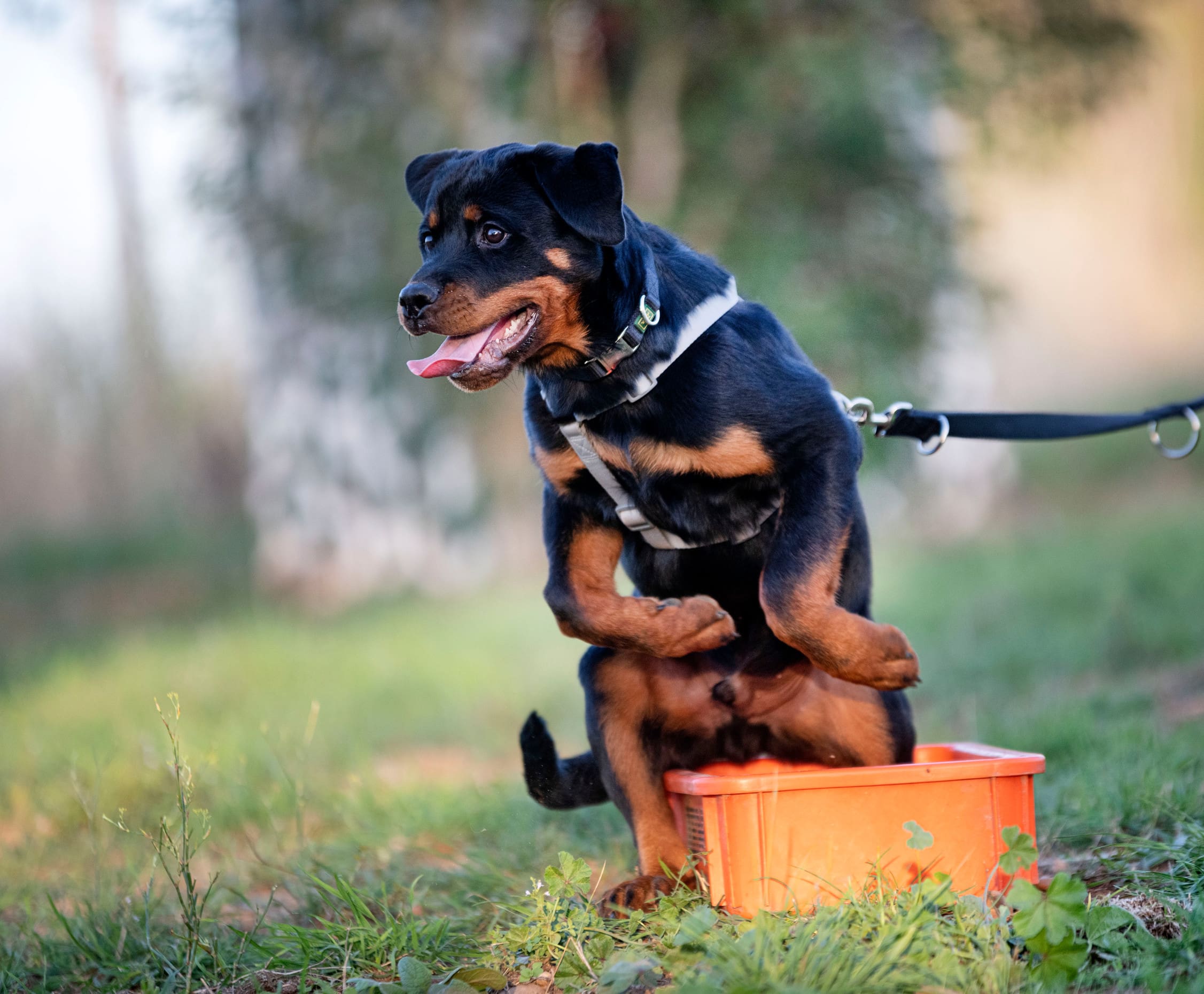 A brown and black Rottweiler service dog training on a leash with their tongue out.