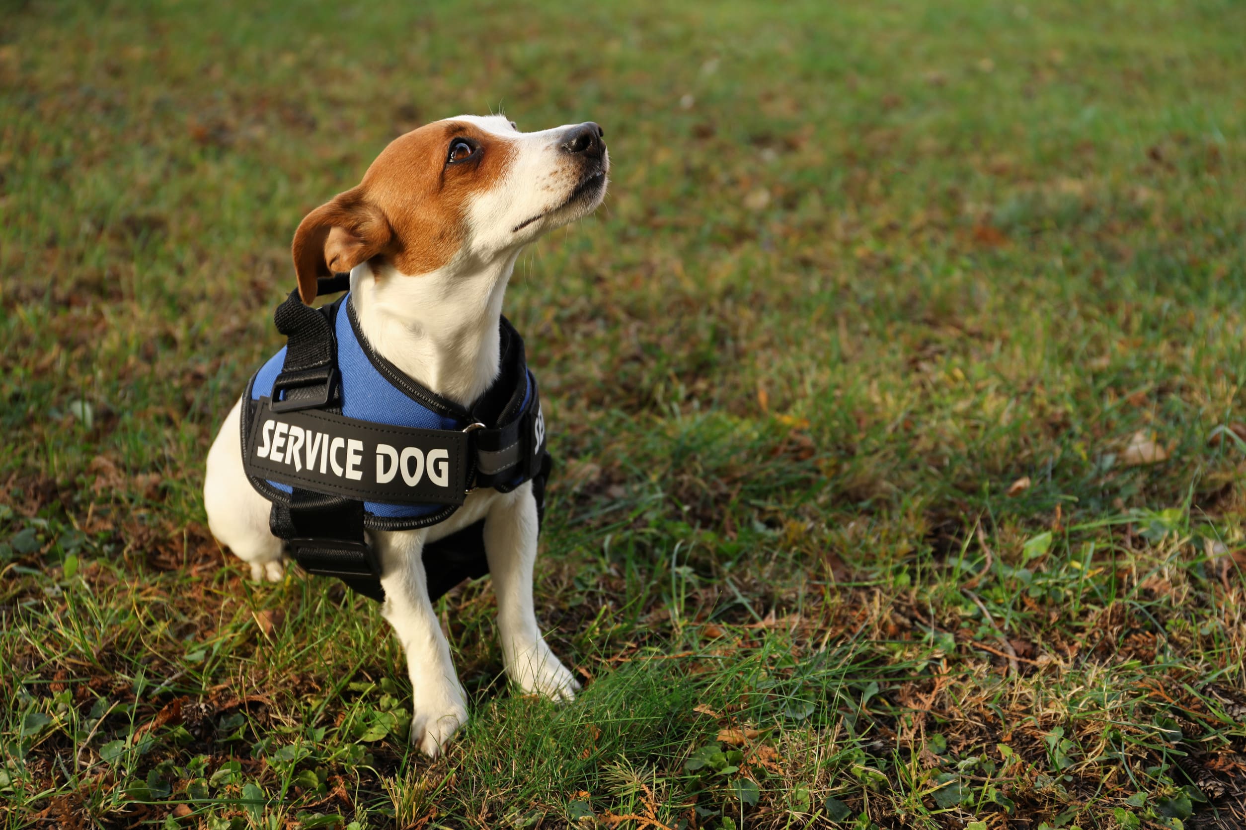A Jack Russell terrier sitting outside and wearing a blue service dog vest, working as a service dog for ADHD.