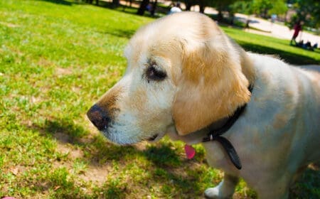 A service dog for ADHD in the grass.