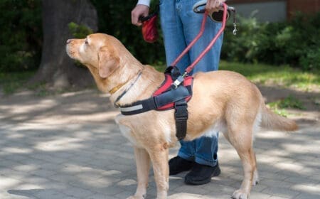 A depressed man walking outside with a service dog for depression.