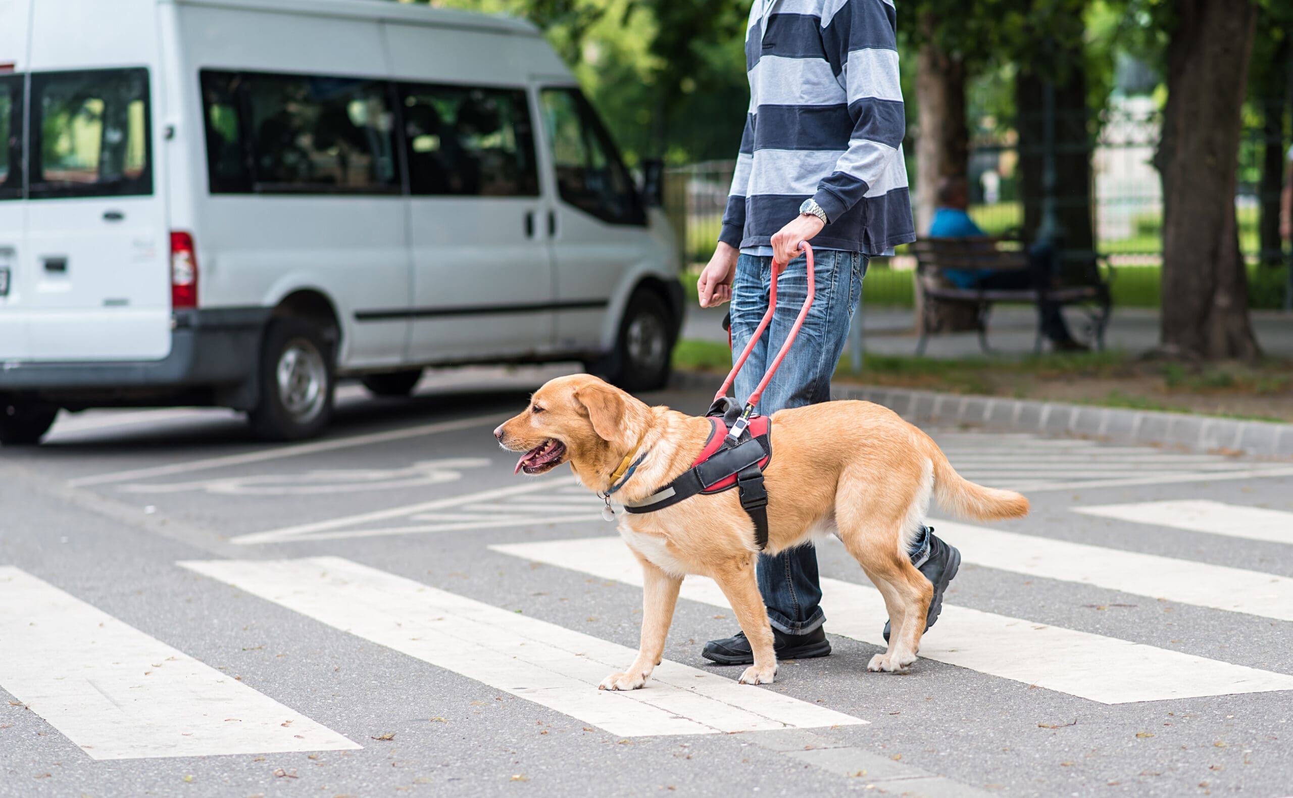 A man in a striped shirt walking a golden retriever who's a service dog for depression.