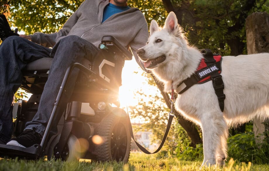 A service dog on a leash supporting a person in a wheelchair in a park.