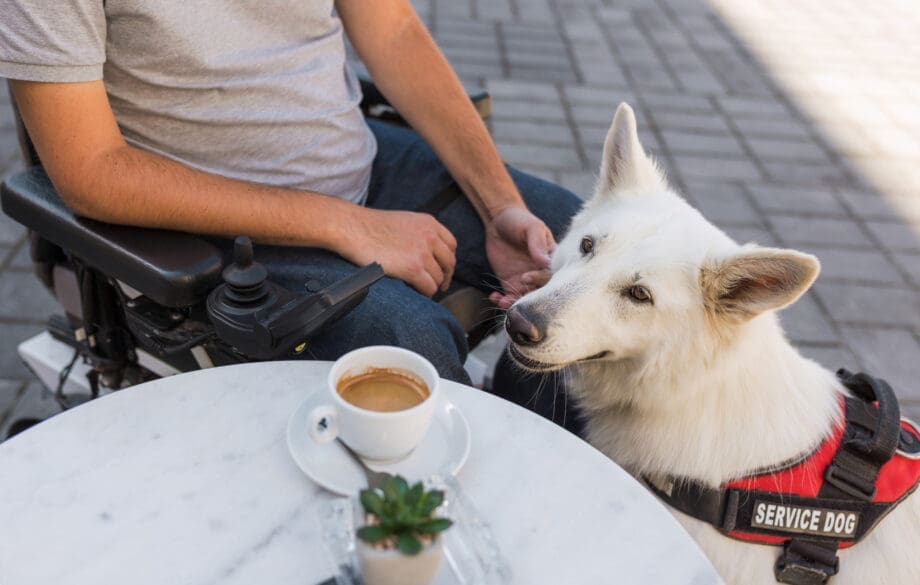 A service dog trained for diabetes sitting beside a man in a wheelchair at a cafe.