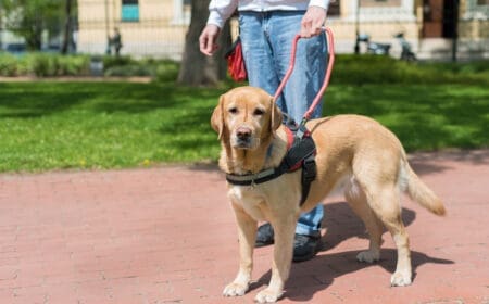 A man walking a service dog and wondering about a service dog’s costs.