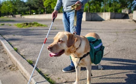 A guide dog helping a blind person after they learned how to make their pet a service animal.