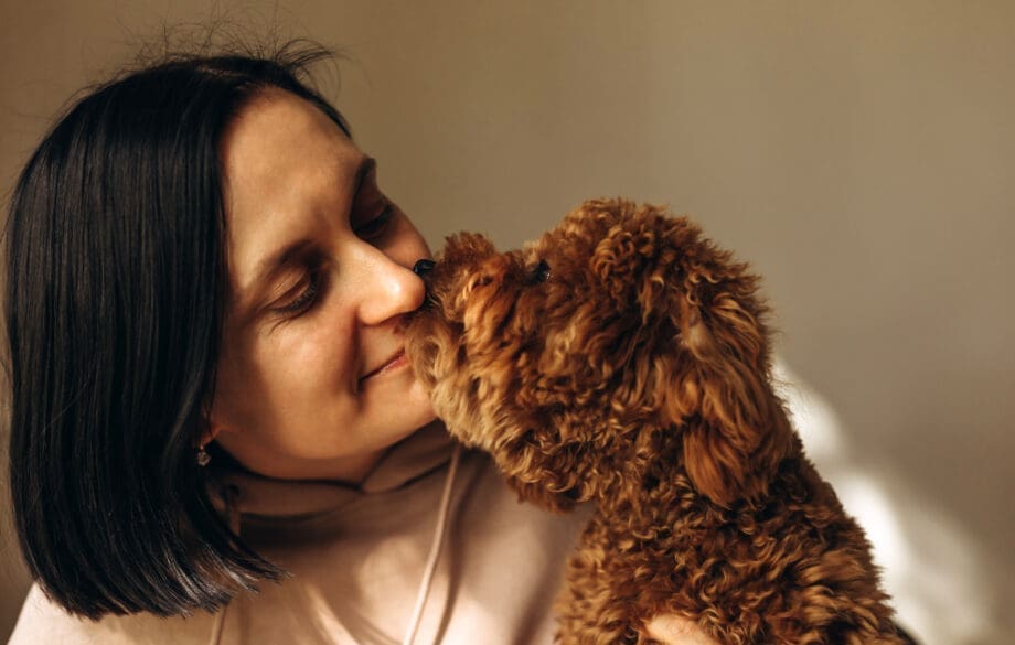 Goldendoodle service dog cuddling with female owner close up.