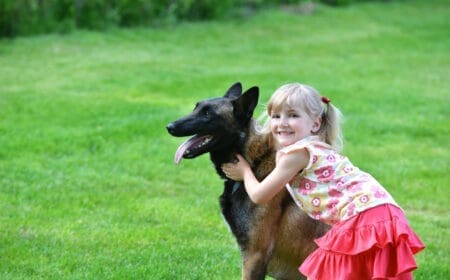 A service dog sits with his handler, a little girl, after her parents looked into finding a belgian malinois service dog.