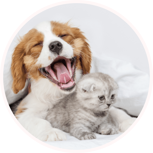 esa-renewal-block-why-choose2