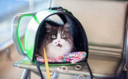 A cat rests in her travel carrier that complies with American Airlines pet policy.