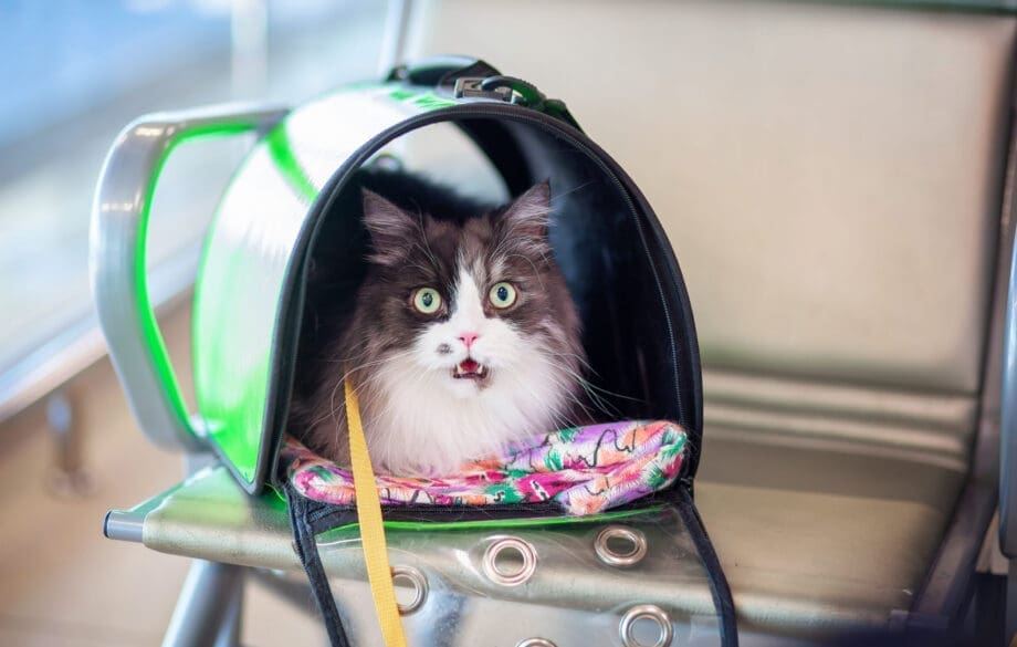 A cat rests in her travel carrier that complies with American Airlines pet policy.