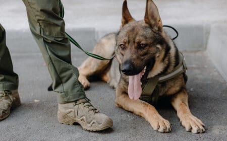 A German shepherd DPT service dog lying at the feet of a man.