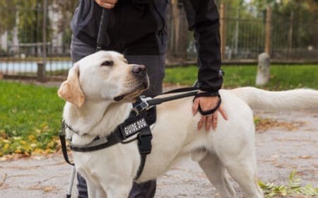 A person petting a psychiatric service dog in training.