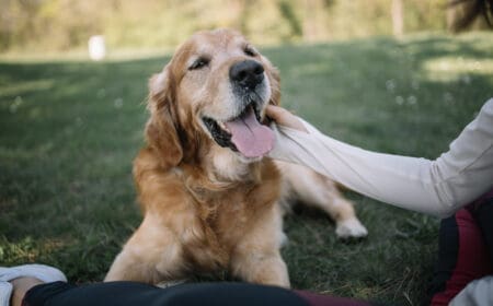 A woman petting her golden retriever, proud to own one of the most affectionate dog breeds.