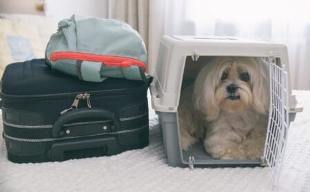 Image of a small Maltese dog in a travel crate next to luggage, showcasing how to prepare for flying with a dog.