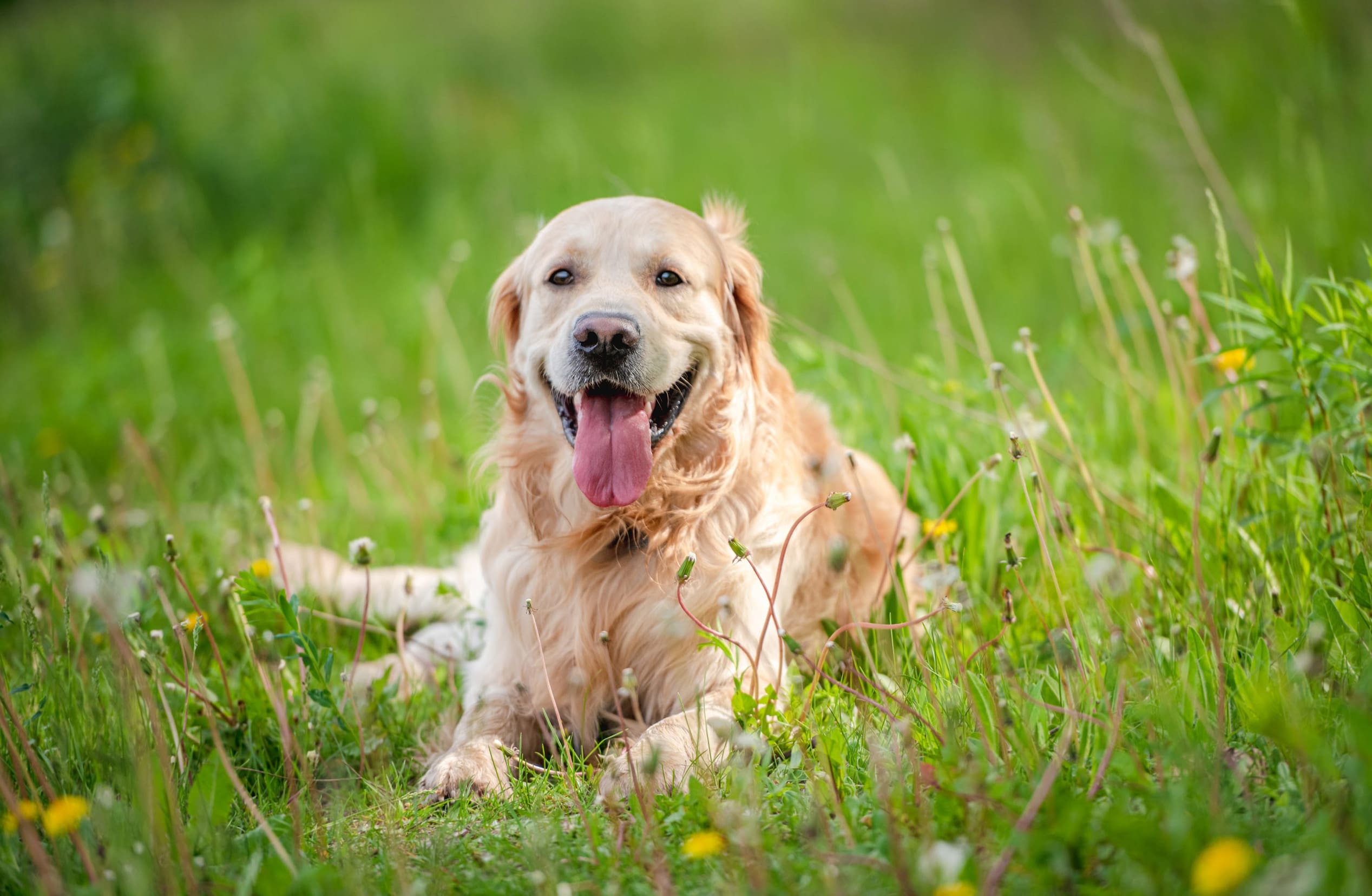 A golden retriever outdoors lying down in a field under the sun.