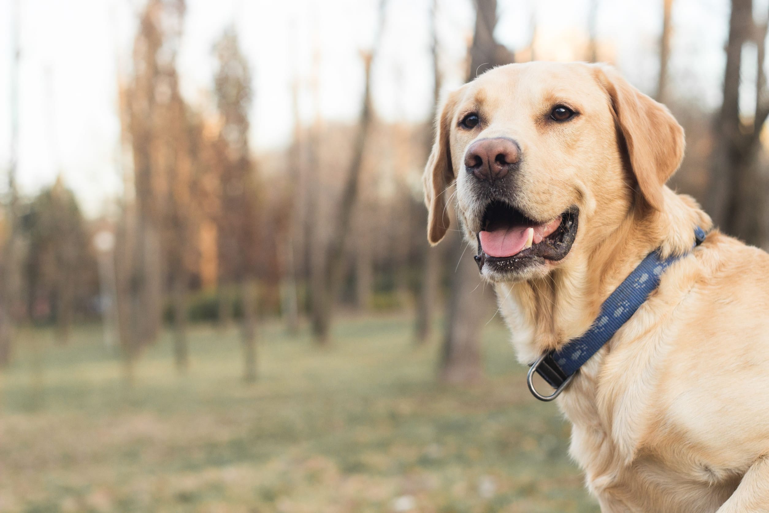 A close-up of an affectionate Labrador retriever outdoors in a park.