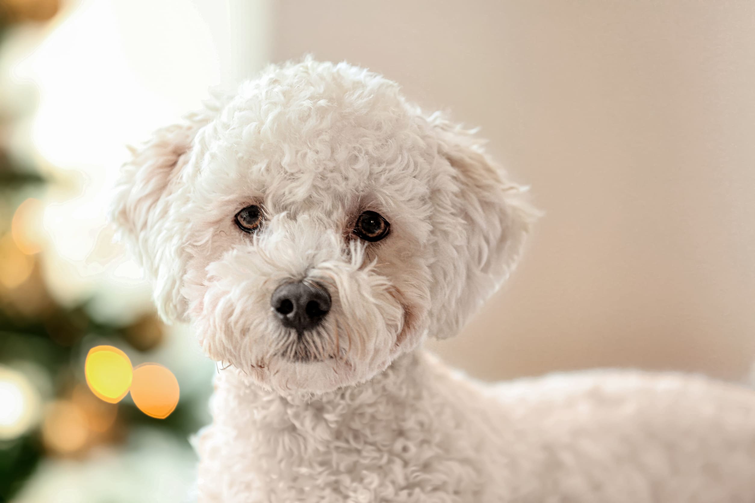 A close-up of an affectionate bichon frise dog.