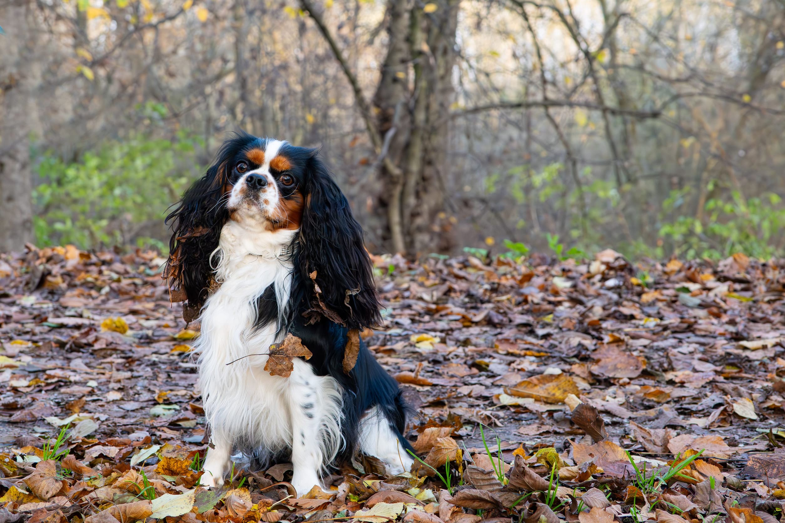 An affectionate cavalier King Charles spaniel sitting in a forest, surrounded by fallen leaves.
