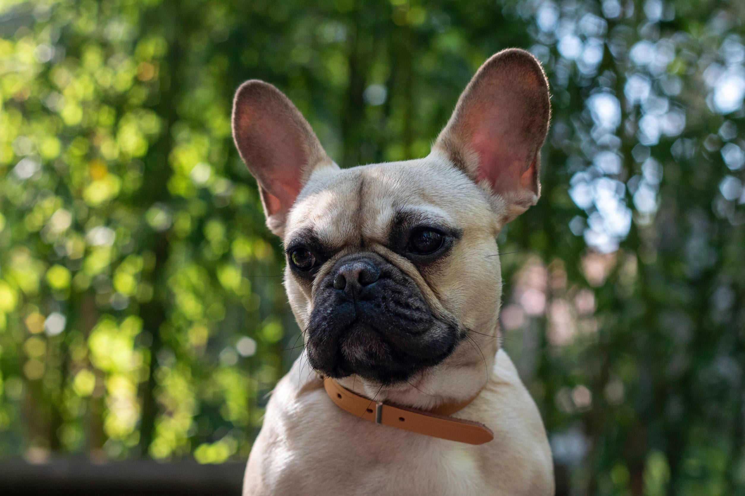 A close-up shot of an affectionate French bulldog outdoors.