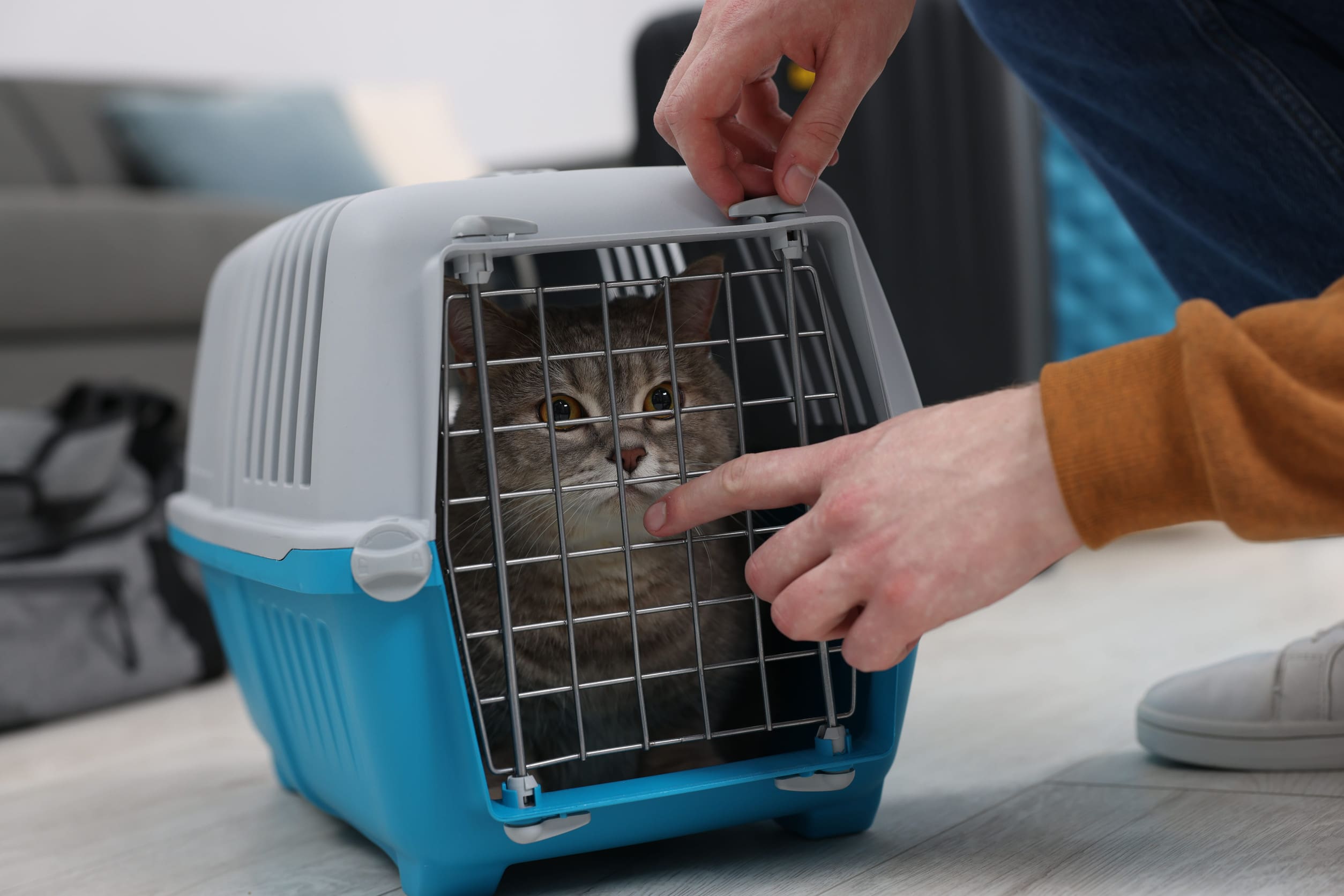 A cat sitting inside a secure travel carrier while a person closes the door, representing safe preparation for flying with a cat.