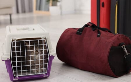 A cat inside a crate placed near a duffle bag, representing the right way of flying with a cat.