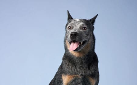 One of the healthiest dog breeds, an Australian cattle dog, smiling against a blue backdrop.