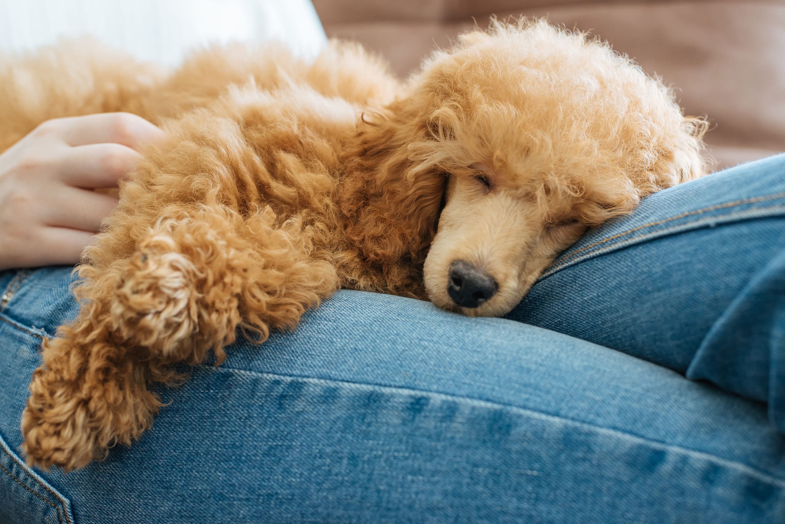 A poodle peacefully sleeping on their owner’s lap.