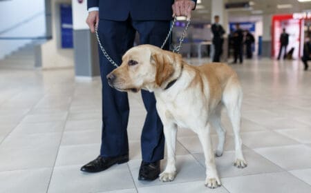 A Labrador retriever service dog standing in an airport with their handler, traveling while protected under the Air Carrier Access Act.