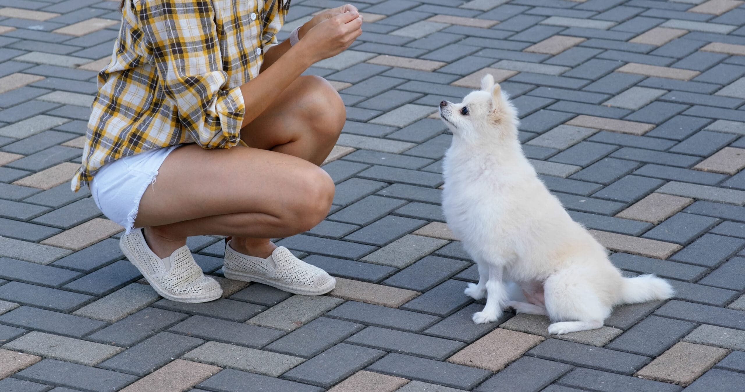 A woman teaching her Pomeranian to sit outdoors.