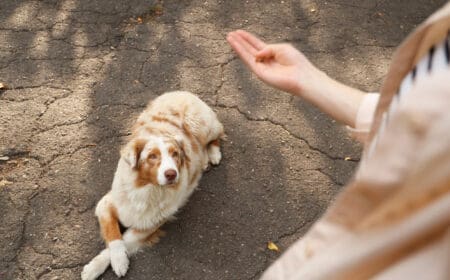 A woman holding a treat above her dog, engaging in emotional support dog training.