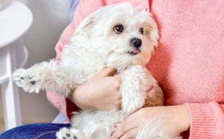 A woman holding a Maltese, one of the best dog breeds for apartments, on her lap.