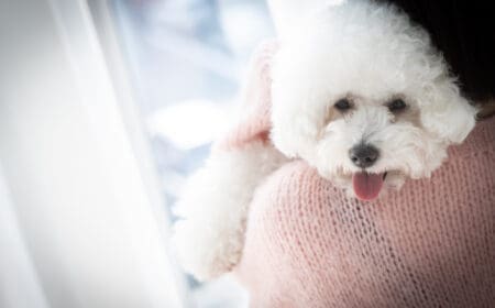 A woman hugging one of the best dog breeds for emotional support, a bichon frise.
