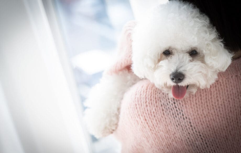 A woman hugging one of the best dog breeds for emotional support, a bichon frise.